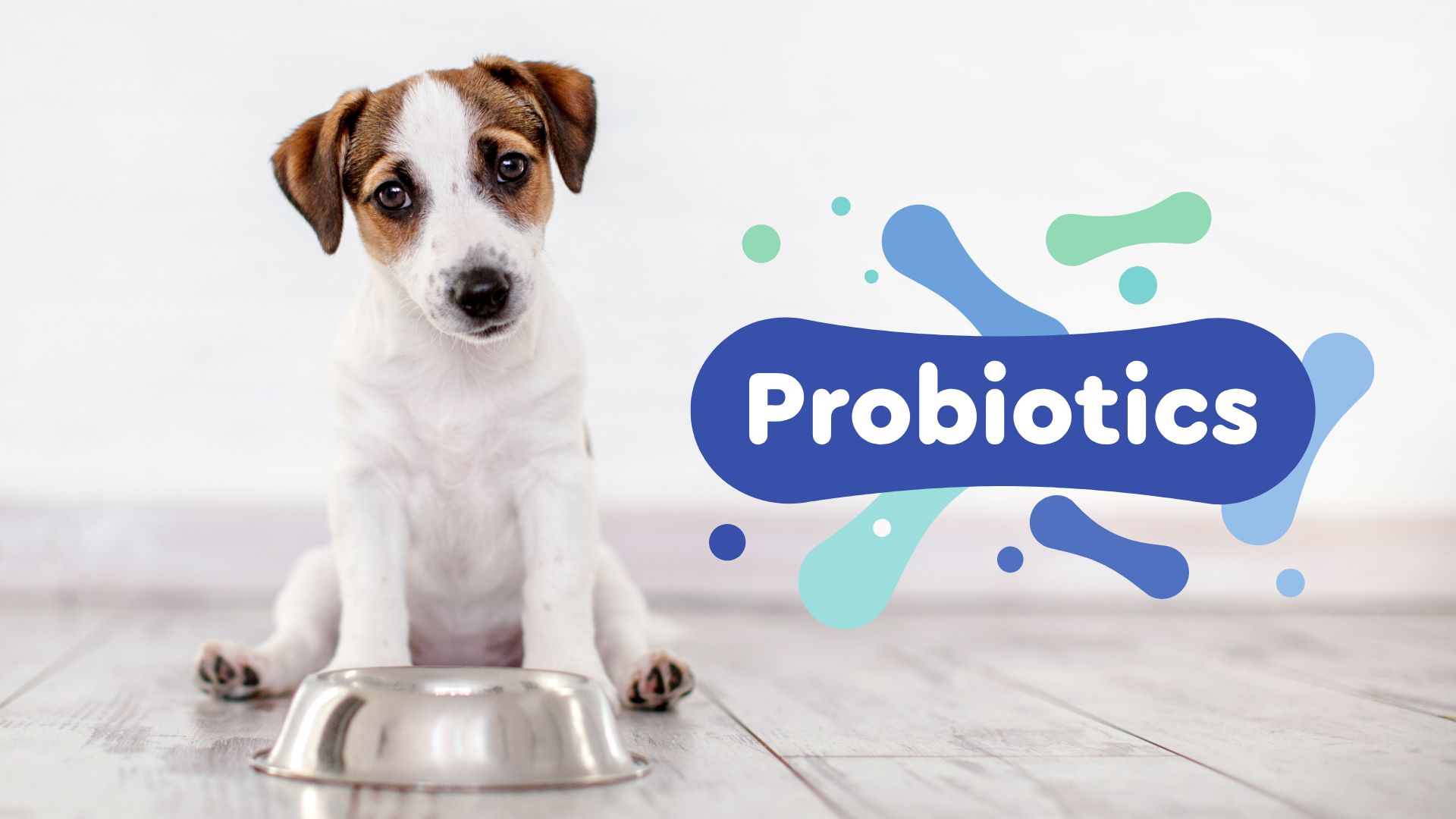 Dog’s Diet and Probiotics